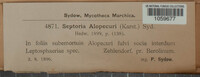 Septoria alopecuri image